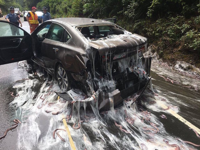 Overturned eel truck leaves slime all over OR highway Overturned eel truck leaves slime all over OR highway