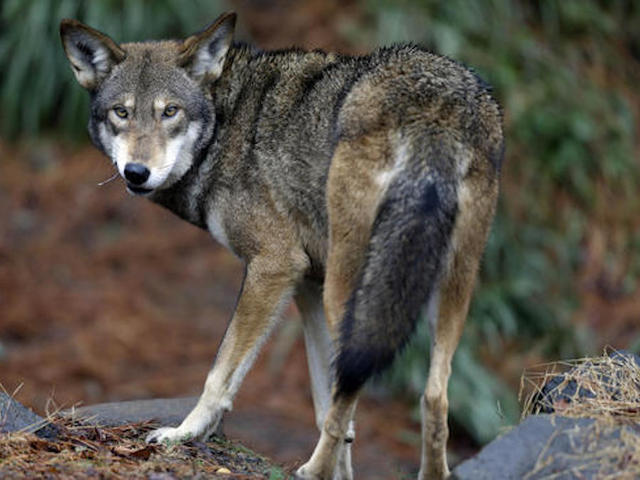 Report: Wildlife populations halved on average since '70s