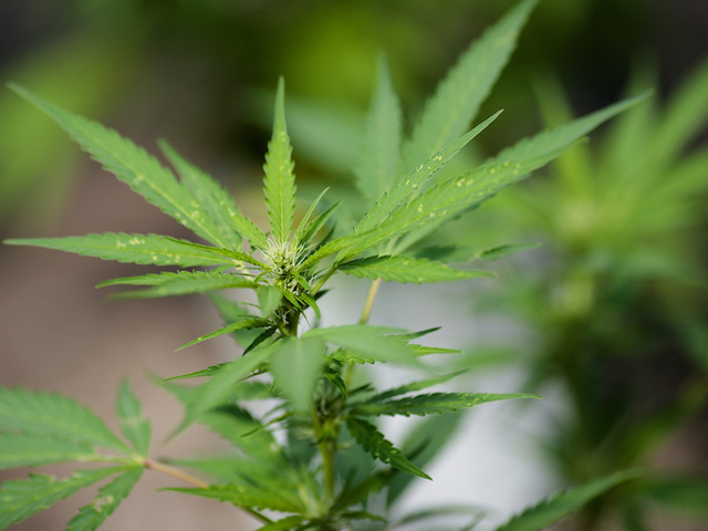 Overall teen drug use low, but marijuana edging up, survey finds